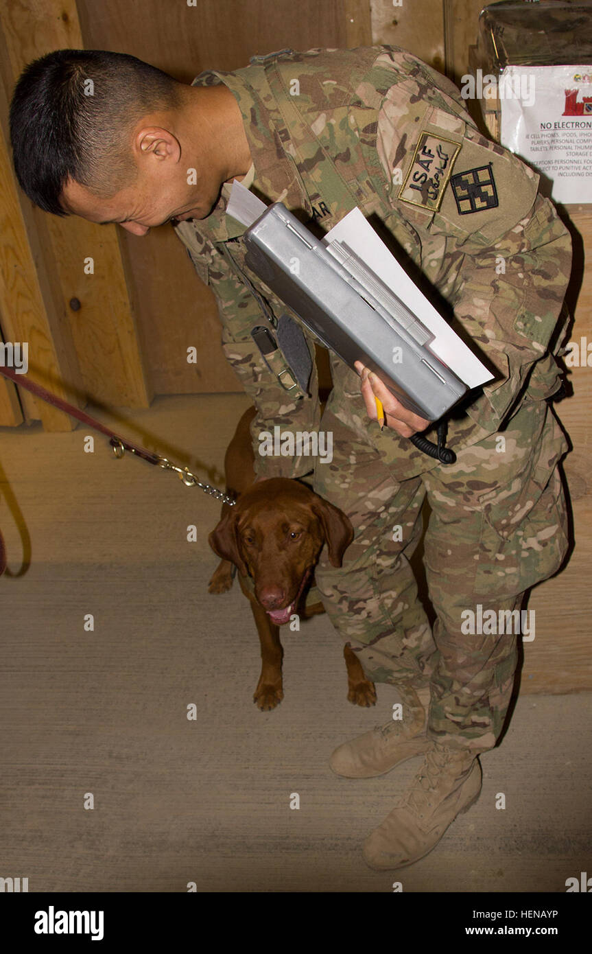 Lt. Col. David Wong, 365th Engineer Battalion Commander greets Maj. Eden,  the Combat Stress Dog who is with the 98th Medical Detachment for Combat  Stress Prevention. (Photo by U.S. Army 1st Lt.