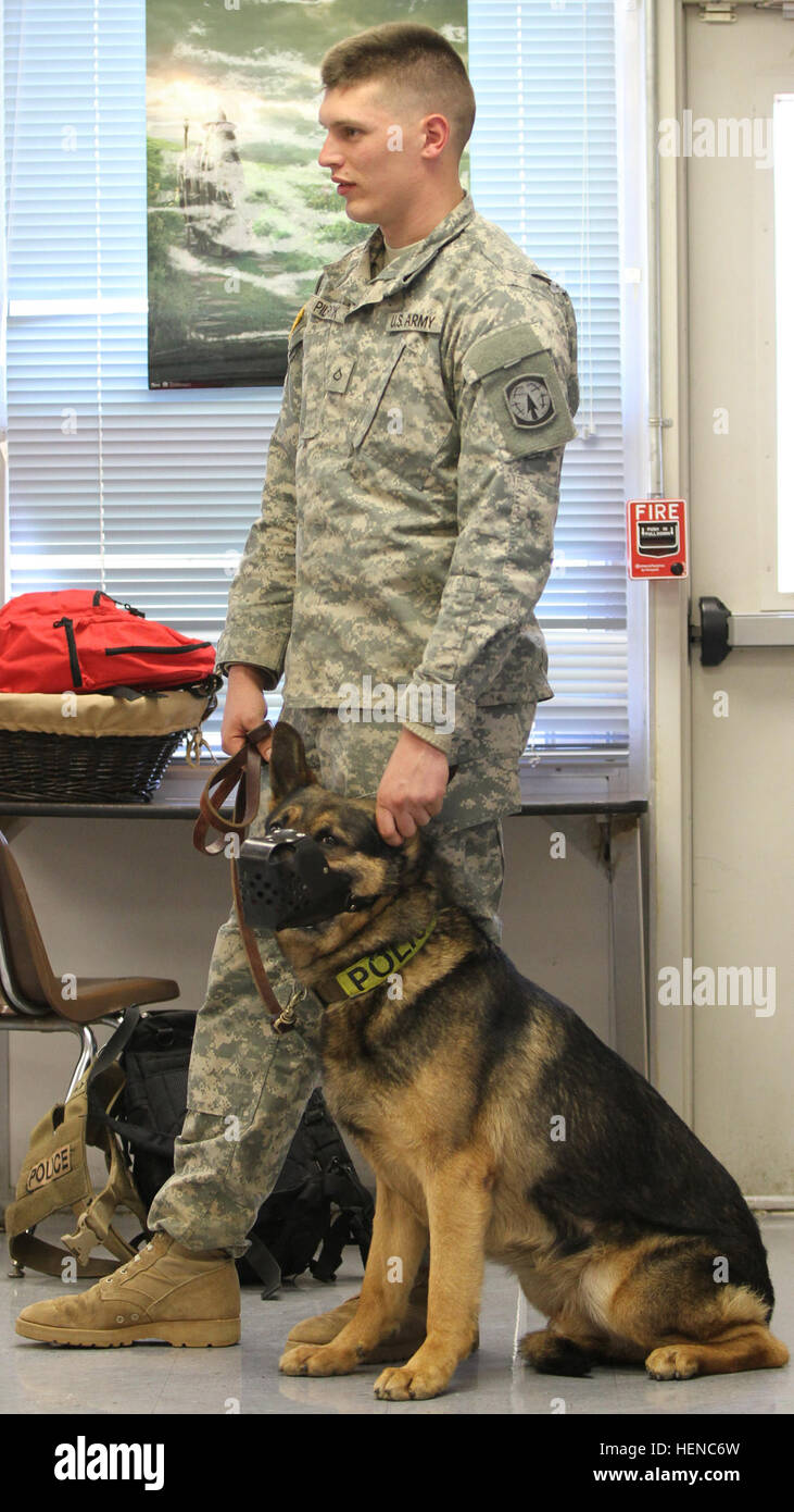 Pfc. Zachary Pilarcik a military working dog handler and patrol explosive detector dog Tomi both with the 510th Military Police Detachment (Military Working Dog), 716th Military Police Battalion, 101st Sustainment Brigade, 101st Airborne Division (Air Assault) takes part in a presentation Feb. 26, at Wassom Middle School at Fort Campbell, Ky. In order to participate, the team had to pass certification that took a minimum of 31 days of training and tested the maturity and reliability of the dog team, while also making sure they demonstrated proficiency at detection drills, patrol drills and dog Stock Photo
