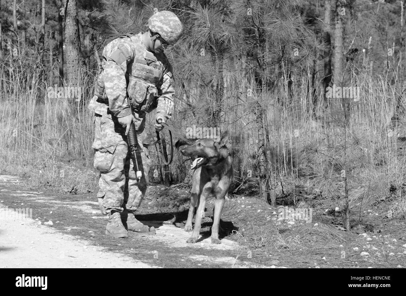 Pfc. Nicholas C. Hinderliter of Detroit and military working dog Sgt. Roger, a 2-year-old German Shepherd, both assigned to 550th Military Working Dog Detachment, 503rd Military Police Battalion, 16th MP Brigade, Fort Bragg, search for explosives along a road on Fort Bragg, N.C., March 11, 2014. Staff Sgt. James A.C. Hall of Pennsylvania supervises the training event. (U.S. Army photo by Sgt. Barry St. Clair) Dog and handler training 140311-A-UK859-179 Stock Photo