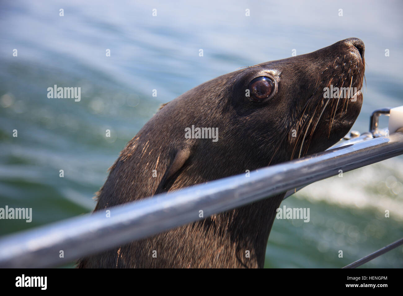 one of huge herd of fur seal swimming near the shore of skeletons in the Atlantic Ocean, South Africa, Namibia. Stock Photo