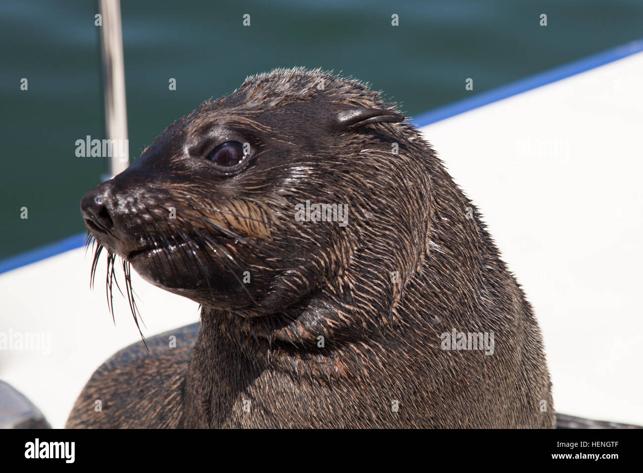 one of huge herd of fur seal swimming near the shore of skeletons in the Atlantic Ocean, South Africa, Namibia. Stock Photo