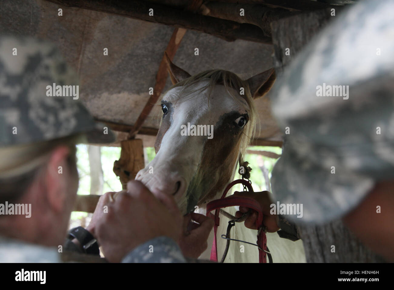 U.S. Army Maj. Victoria Smith, of the 149th Medical Detachment Veterinary Services, vaccinates a horse for a Veterinary Readiness Training Exercise during Beyond the Horizon, San Jose, Guatemala, May 25, 2015. Beyond the Horizon is an annual exercise that embraces the partnership between the United States and Guatemala, to provide focused humanitarian assistance through various medical, dental, and civic action programs. (U.S. Army photo by Pfc. Christopher Martin/Released) Beyond the Horizon 2014, Guatemala 140525-A-GA303-015 Stock Photo