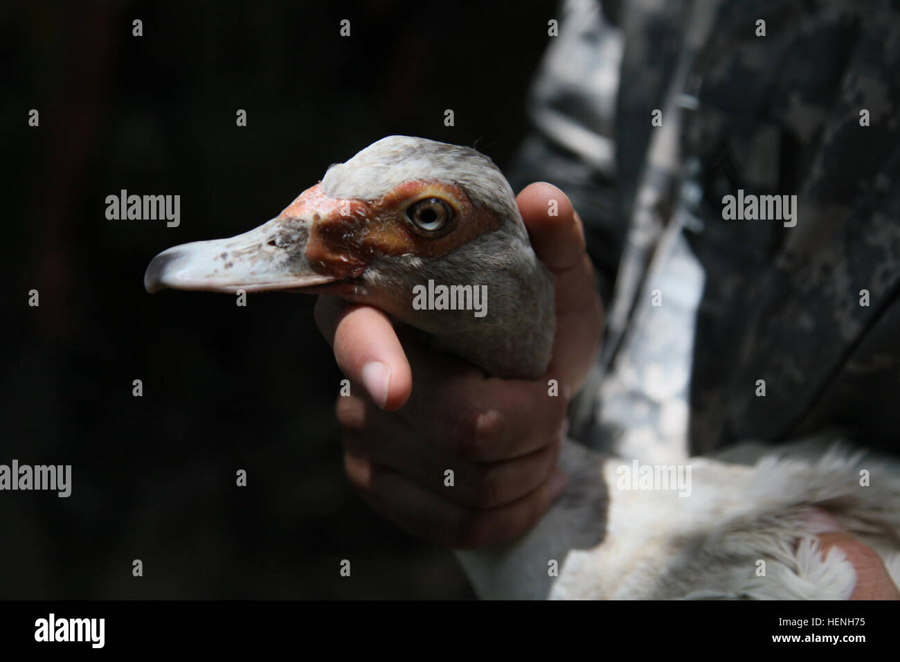 U.S. Army Sgt. 1st Class Omar Cruz, of the 410 Civil Affairs, vaccinates a duck for a Veterinary Readiness Training Exercise during Beyond the Horizon, San Jose, Guatemala, May 25, 2015. Beyond the Horizon is an annual exercise that embraces the partnership between the United States and Guatemala, to provide focused humanitarian assistance through various medical, dental, and civic action programs. (U.S. Army photo by Pfc. Christopher Martin/Released) Beyond the Horizon 2014, Guatemala 140525-A-GA303-066 Stock Photo