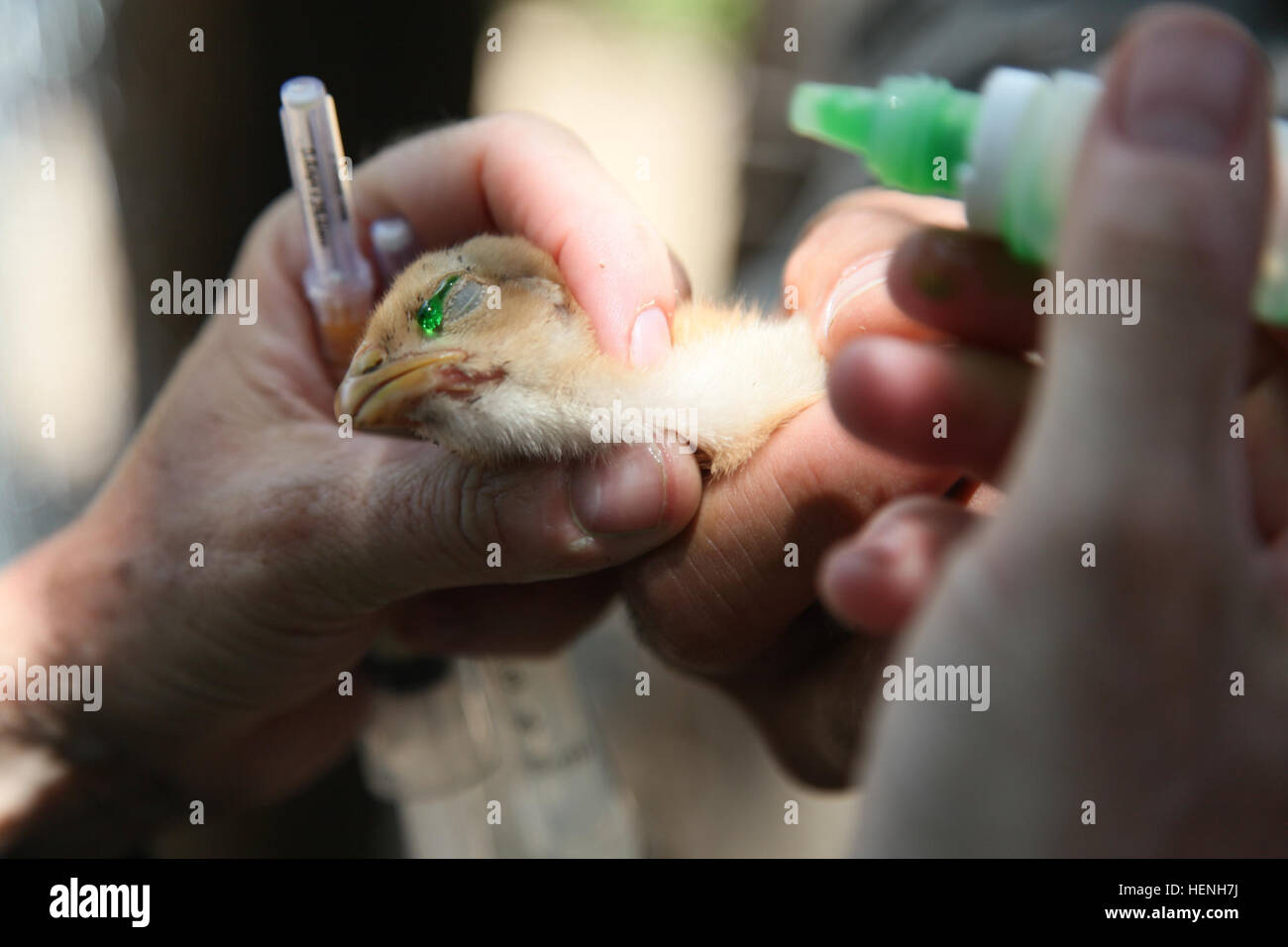 U.S. Army Maj. Victoria Smith, of the 149th Medical Detachment Veterinary Services, vaccinates a chick for a Veterinary Readiness Training Exercise during Beyond the Horizon, San Jose, Guatemala, May 25, 2015. Beyond the Horizon is an annual exercise that embraces the partnership between the United States and Guatemala, to provide focused humanitarian assistance through various medical, dental, and civic action programs. (U.S. Army photo by Pfc. Christopher Martin/Released) Beyond the Horizon 2014, Guatemala 140525-A-GA303-113 Stock Photo
