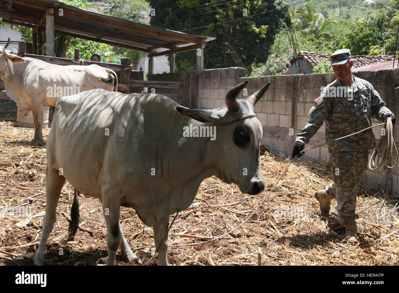 U.S. Army Capt. James Mckasson, of the 149th Medical Detachment Veterinary Services, lassos a cow for a Veterinary Readiness Training Exercise during Beyond the Horizon, San Jose, Guatemala, May 25, 2015. Beyond the Horizon is an annual exercise that embraces the partnership between the United States and Guatemala, to provide focused humanitarian assistance through various medical, dental, and civic action programs. (U.S. Army photo by Pfc. Christopher Martin/Released) Beyond the Horizon 2014, Guatemala 140525-A-GA303-134 Stock Photo