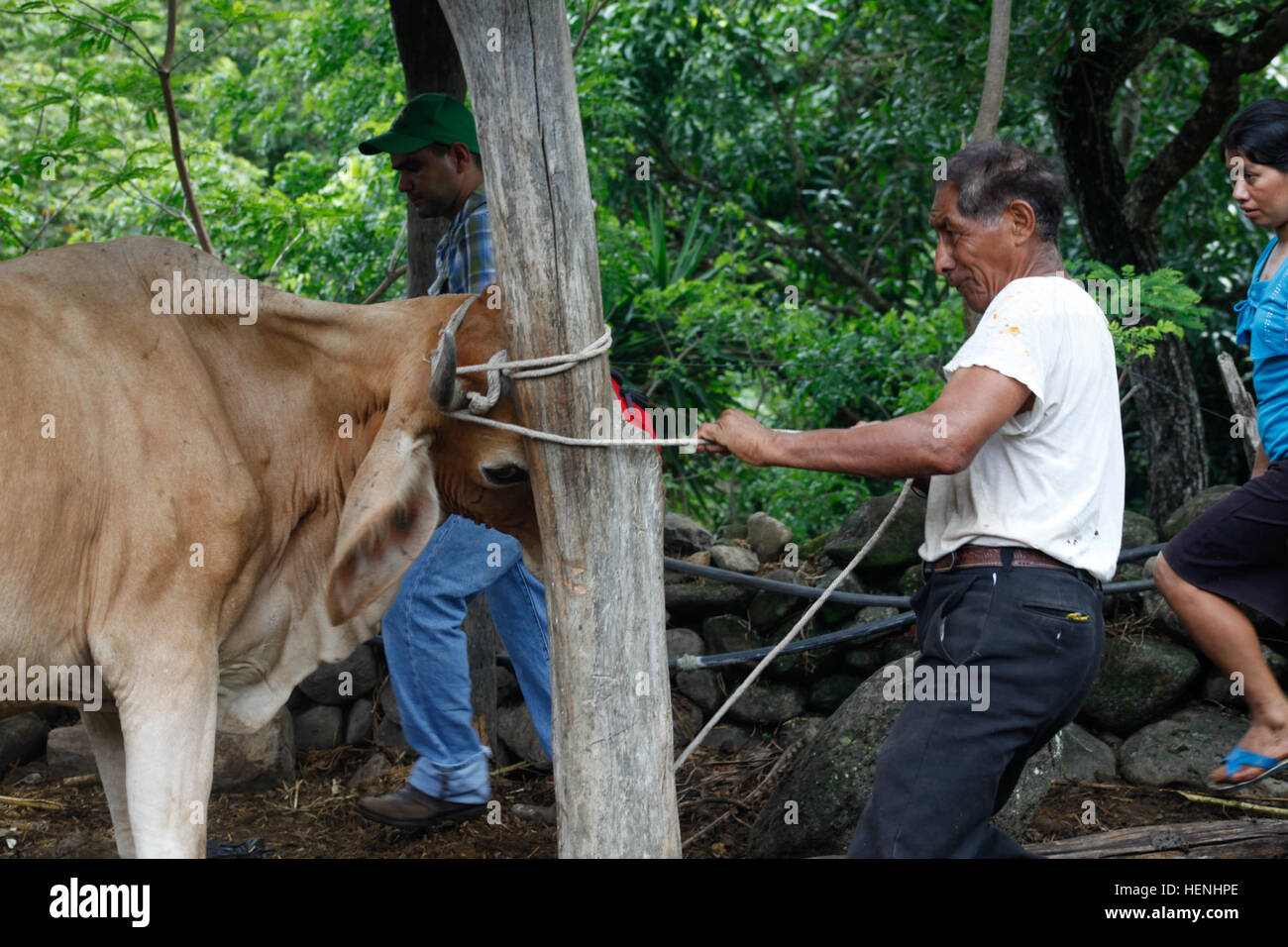 Juan Felipe, a Guatemalan citizen, ties his cow so it can be vaccinated by U.S. and Guatemalan Veterinarians during a Veterinary Readiness Training Exercise during Beyond the Horizon, at Rio Grande, Guatemala, on June 3 2014. Beyond the Horizon is an annual exercise that embraces the partnership between the United States and Guatemala, to provide focused humanitarian assistance through various medical, dental, and civic action programs. (U.S. Army photo by Pfc. Josue Mayorga/released) Beyond The Horizon 2014, Guatemala 140603-A-GK700-089 Stock Photo