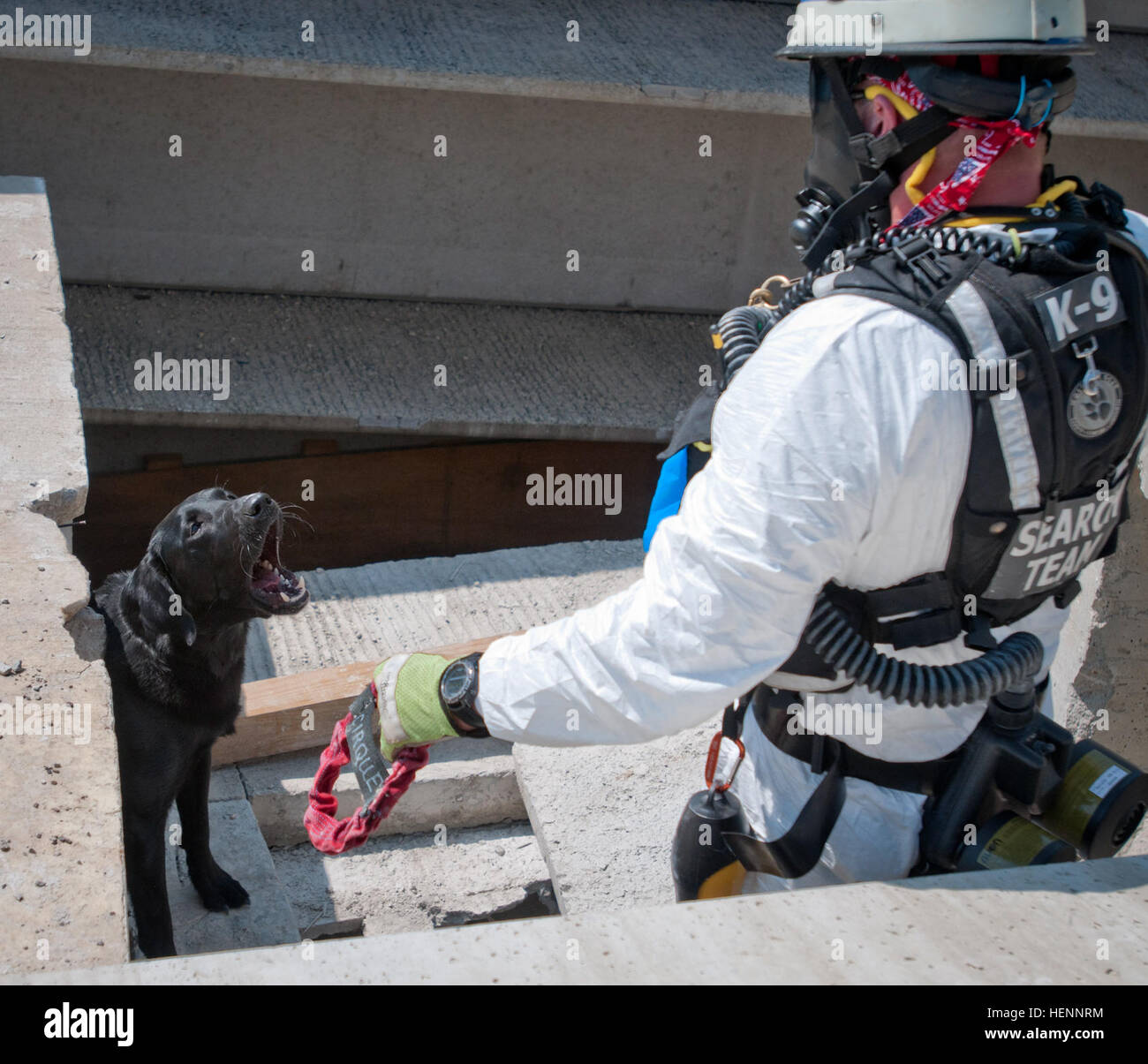 Simulated Rubble A service dog with Ohio Task Force 1 searches for survivors in ...