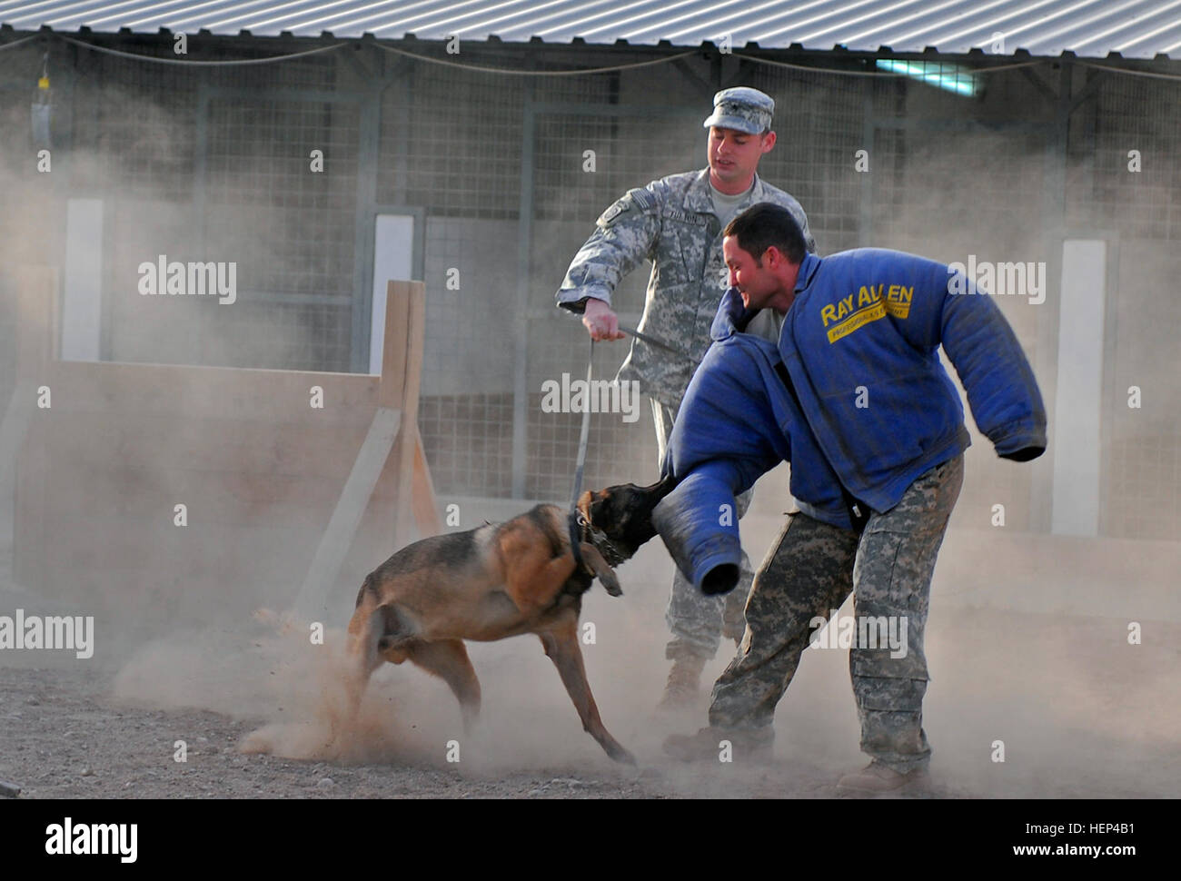 Staff Sgt. Bronco, a patrol and explosives detection dog, trains to be prepared for his next mission as his handler, Sgt. Daniel Fulton, with 148th Military Police Detachment out of Fort Carson, Colo., commands him to stop at Forward Operating Base Diamondback located in Mosul, Iraq, June 24. In the blue training bite jacket, Staff Sgt. Aaron Kimes, another dog handler, with 67th Engineer Canine Company from Fort Leonard Wood, Mo., volunteers himself so that Bronco’s handler can properly train with him. (U.S Army photo by Spc. Karla P RodriguezMaciel , 11th Public Affairs Detachment) Selected  Stock Photo
