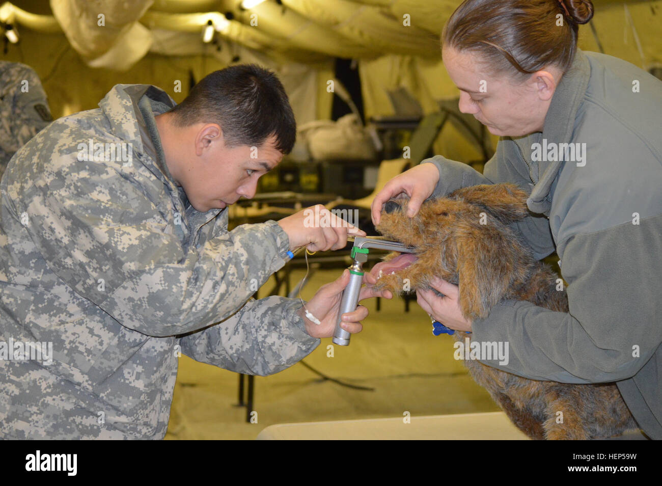 MIESAU, Germany – Staff Sgt. Elam Ortiz (left) from the 212th Combat Support Hospital Medical Specialties platoon and Sgt. Tami Bush (right), a veterinary technician from the Pulaski Dog Center, perform an airway intubation of a canine simulator during field hospital training Feb. 24. K9 Check-up 150223-A-UA479-085 Stock Photo