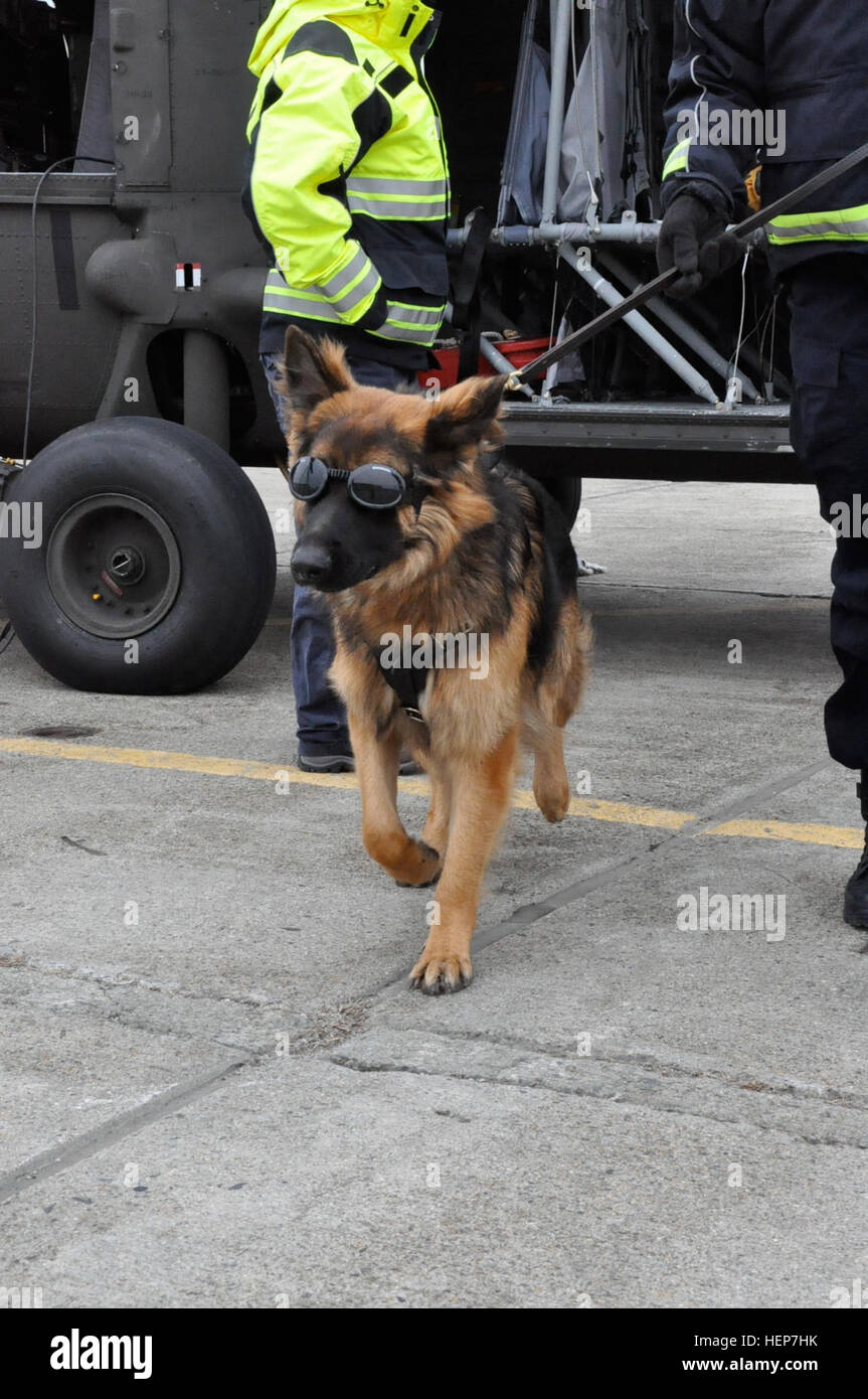 Ruger, a K9 search and rescue dog, receives UH60 Black Hawk familiarization training from Rhode