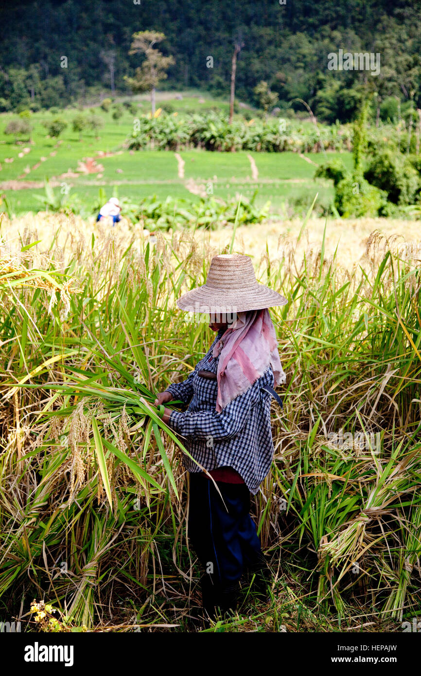 Asian rice fields hi-res stock photography and images - Alamy