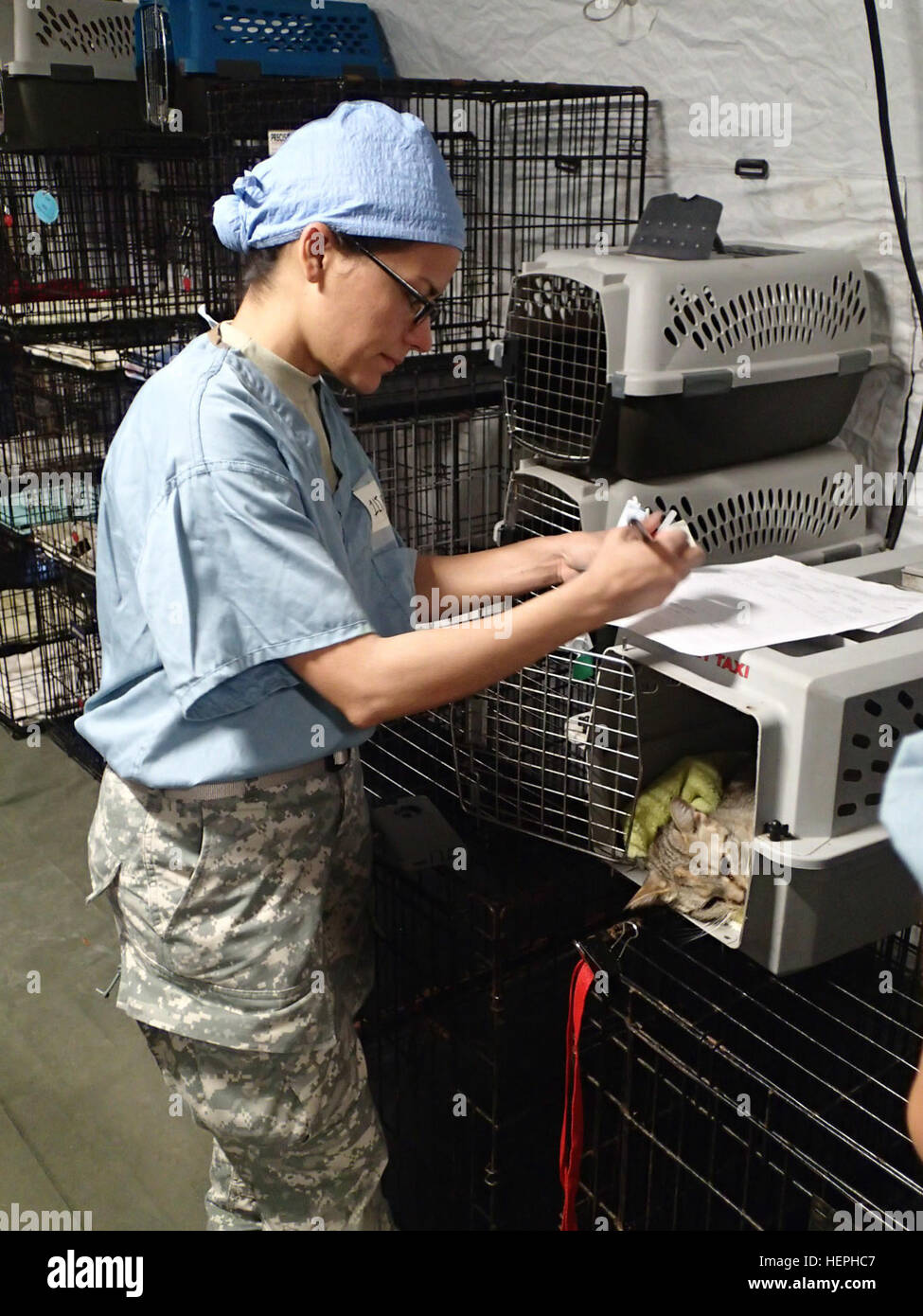 First Lt. Awilda Rodriguez, veterinarian from 169th Medical Detachment out of Fort Gordon, Ga., provides care to local animals during Greater Chenango Cares July 12, 2015. Greater Chenango Cares is one of the Innovative Readiness Training missions which provides real-world training in a joint civil-military environment while delivering world class medical care to the people of Chenango County, N.Y., from July 13-23. (U.S. Army photo by Sgt. Jennifer Shick/released) Service members provide veterinary care for patients during IRT mission at Norwich, NY 150713-A-SC854-635 Stock Photo