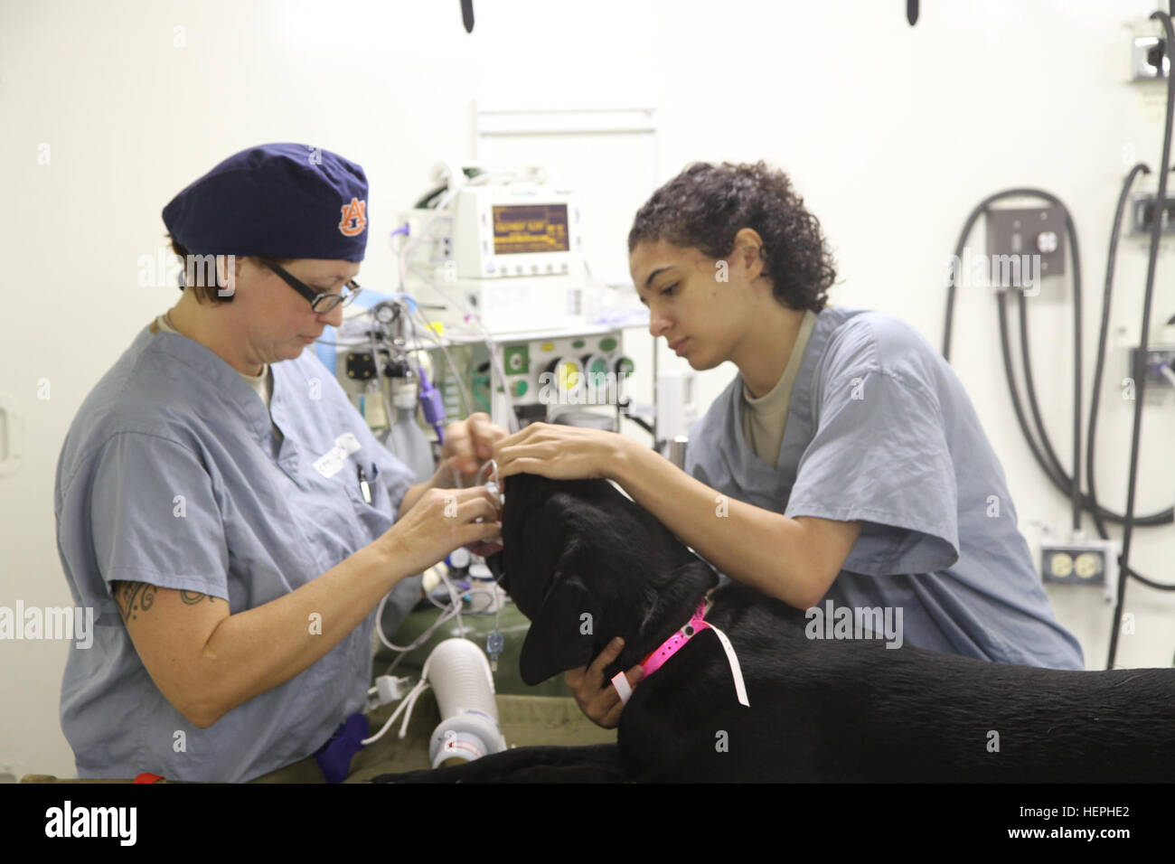 Capt. Rachel Hathorn, left, a field veterinary service officer with the 338th Medical Brigade out of Horsham, Pa., and Spc., Alaysha Davis, an animal care specialist with the 169th Medical Dental Veterinary Services out of Fort Gordon, Ga., prepare a dog to receive veterinary care during Greater Chenango Cares, July 14, 2015. Greater Chenango Cares is one of many Innovative Readiness Training missions designed to provide real-world training in a joint civil-military environment while delivering world-class medical care to the citizens of Chenango County, N.Y., from July 13-23. (U.S. Army photo Stock Photo