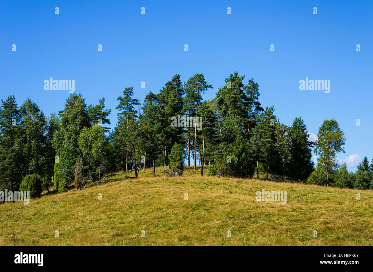 Small forest of trees, Halland County, Sweden. Gruppe von Bäumen, kleiner Wald, in Hallands län, Schweden. Stock Photo