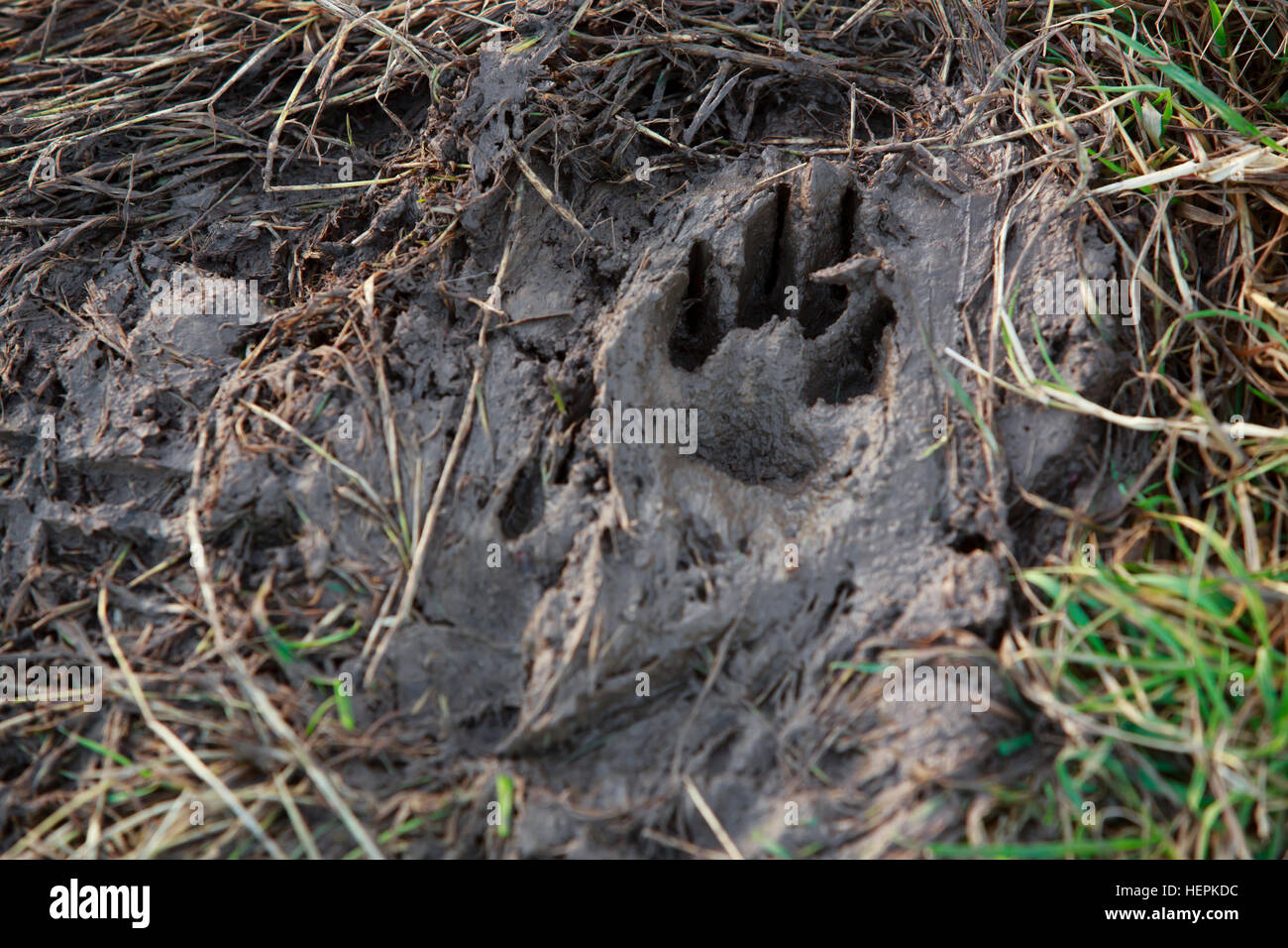 An animal paw print, probably a dog in soft mud in a framer's field