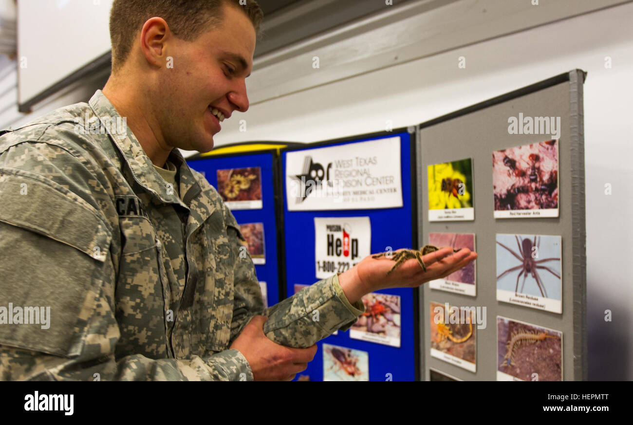 A student at Desert Warrior school, Iron Training Detachment, 1st Armored Division holds a tarantula during a desert wildlife class at Fort Bliss, Texas, Jan. 12, 2016. Desert Warrior, the newest squad leadership in the Army, teaches Soldiers how to survive and fight in a desert environment. The 17-day class is the first desert specific Army school since the desert phase of Ranger School was discontinued in 1995. (U.S. Army photo by: Sgt. Maricris C. McLane) Desert Warrior wildlife class 160112-A-ZR018-005 Stock Photo