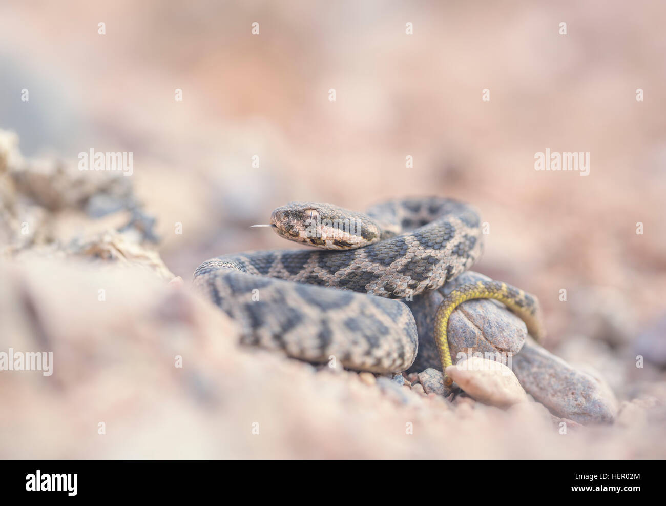 Young Moorish Viper snake (Daboia mauritanica) hidden among rocks, Morocco Stock Photo