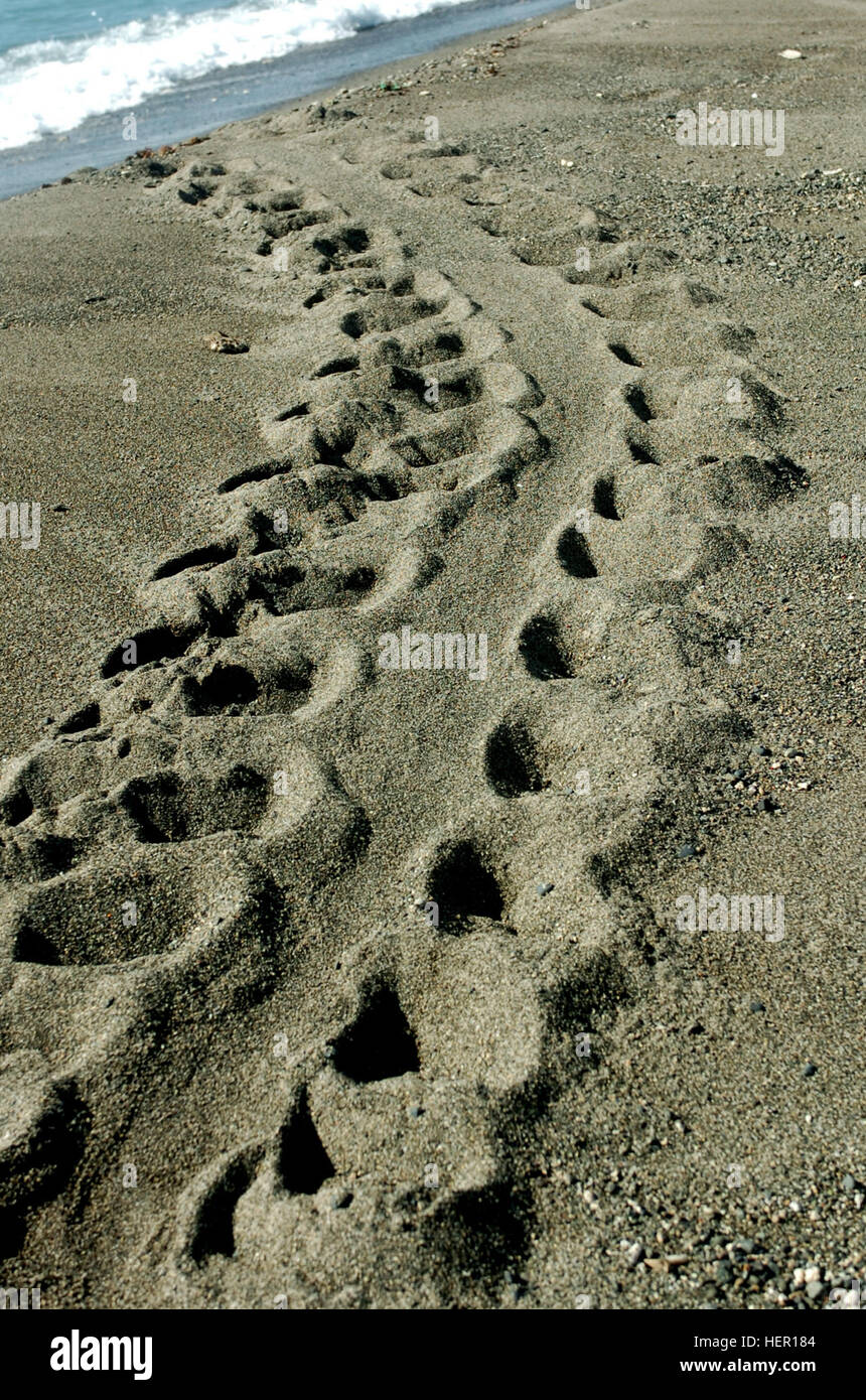 GUANTANAMO BAY, Cuba - These tracks are from a female hawksbill sea turtle crawling back to the ocean after laying a nest of eggs in the pebbled sand at U.S. Naval Station Guantanamo Bay’s Windmill Beach during the night. Sea turtles nest their eggs at night and far enough from the shoreline that the tide will not wash away their nesting area. (Photo taken Oct. 24, 2008) (JTF Guantanamo photo by Army Spc. Megan Burnham) UNCLASSIFIED – Cleared for public release. For additional information contact JTF Guantanamo PAO 011-5399-2171; DSN 660-2171 www.jtfgtmo.southcom.mil Saving the Sea Turtles 125 Stock Photo