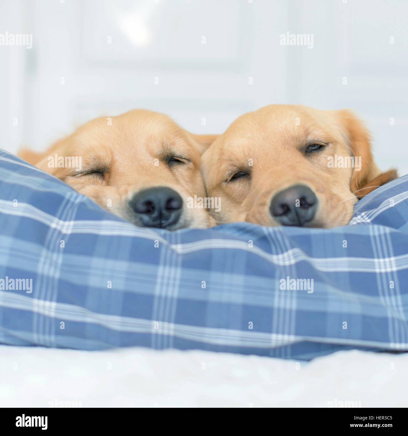 Two golden retriever dogs sleeping on a bed Stock Photo