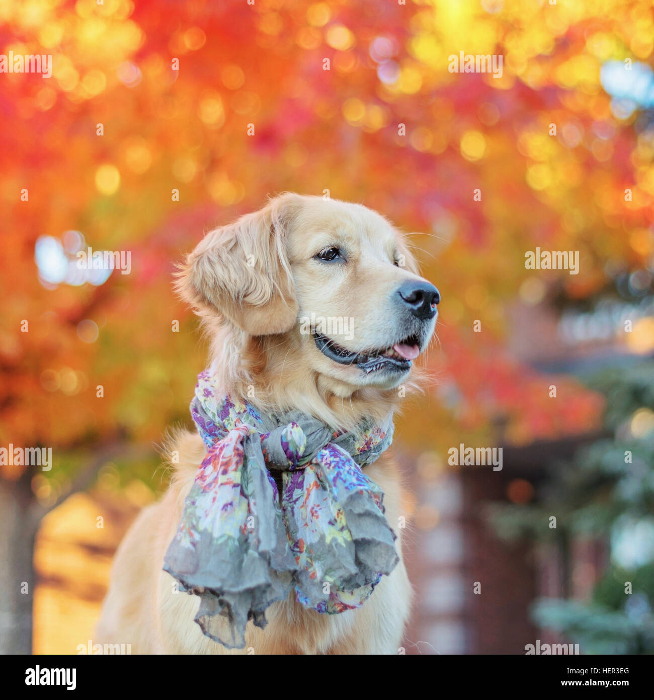 Golden retriever dog wearing scarf hires stock photography and images