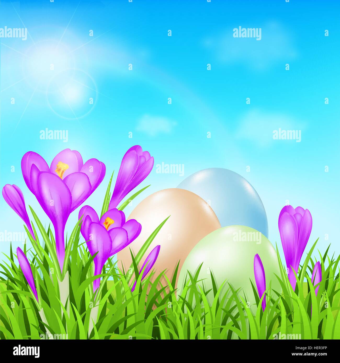 Vector Easter card with eggs, violet crocuses and green grass Stock ...