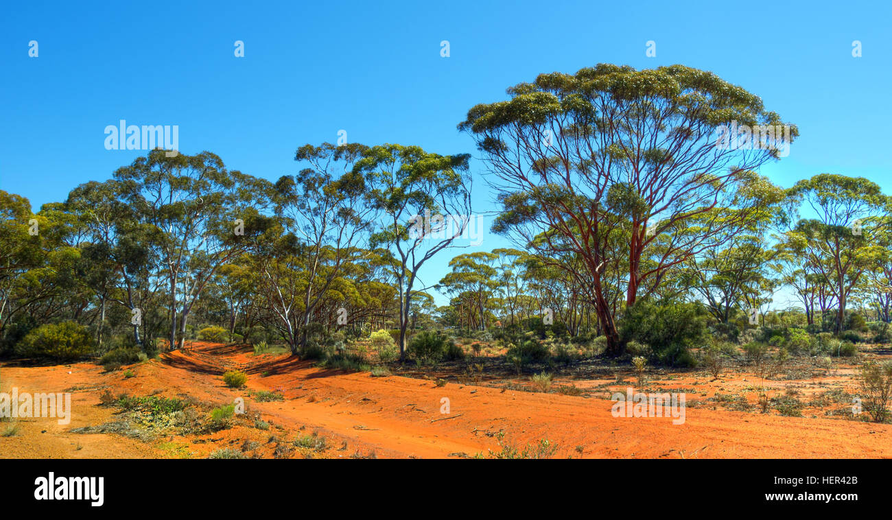 Road through Rural outback landscape, Kalgoorlie, Western Australia, Australia Stock Photo