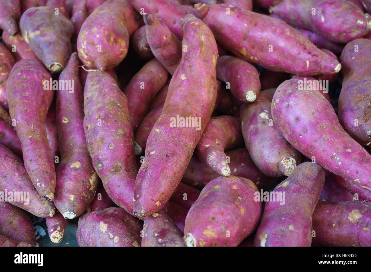 Japanese red sweet potatoes (yams) in bulk at the farmers market Stock