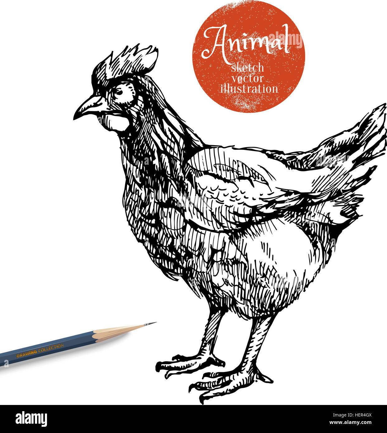 hand drawn chicken farm animal vector illustration sketch hen isolated HER4GX