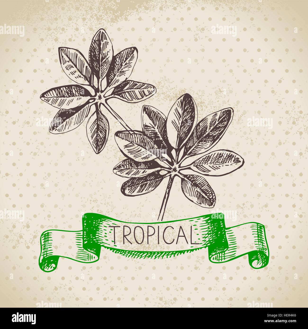Hand drawn sketch tropical plants vintage background. Vector illustration Stock Vector