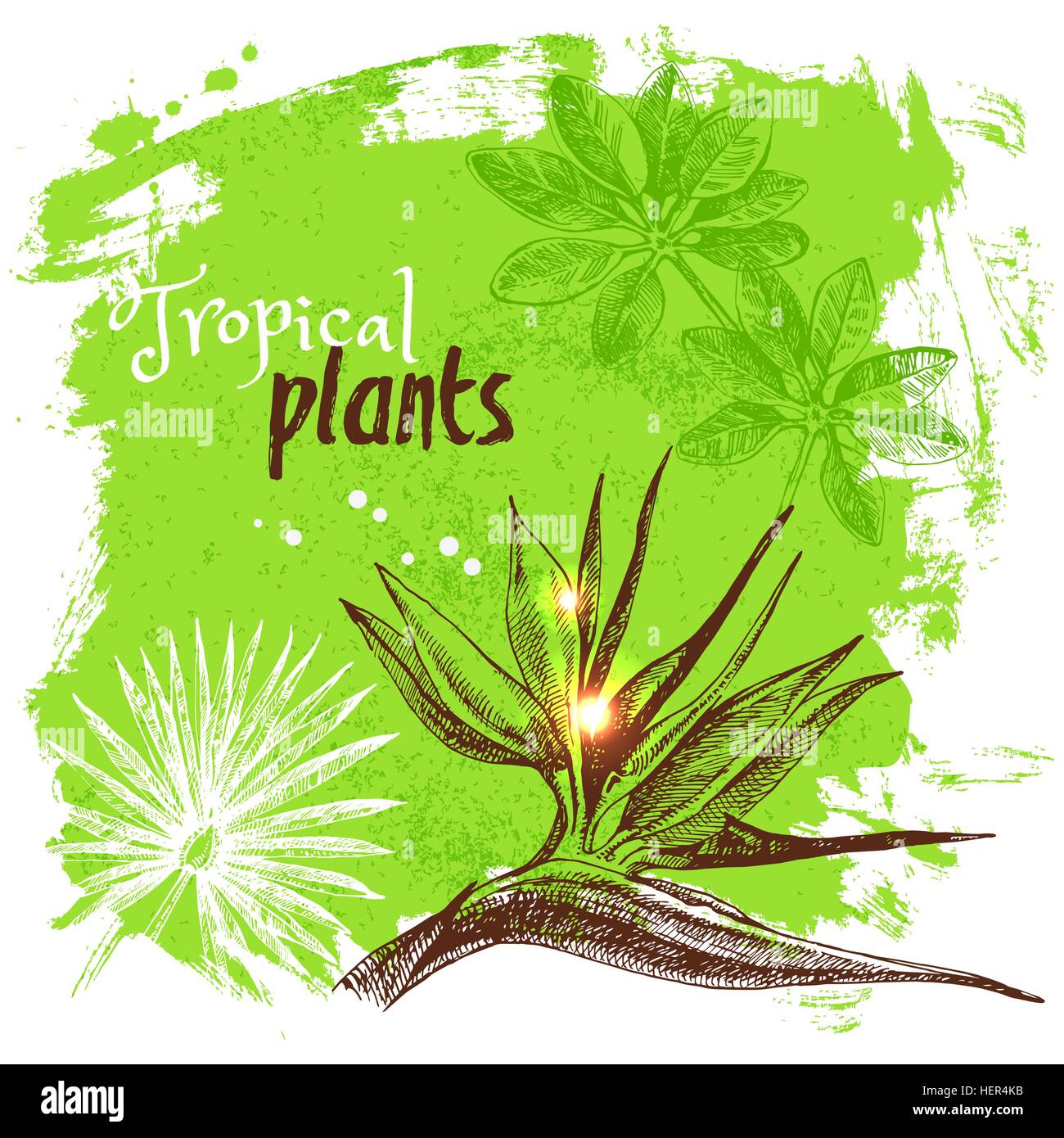 Hand drawn sketch tropical plants background. Vector illustration Stock Vector