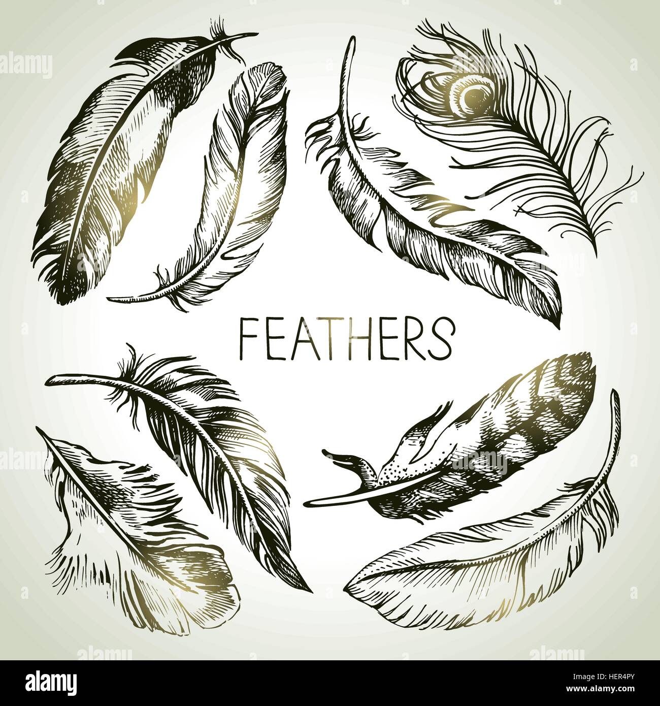 bird's feather graphic vector sketch Stock Vector Image & Art - Alamy