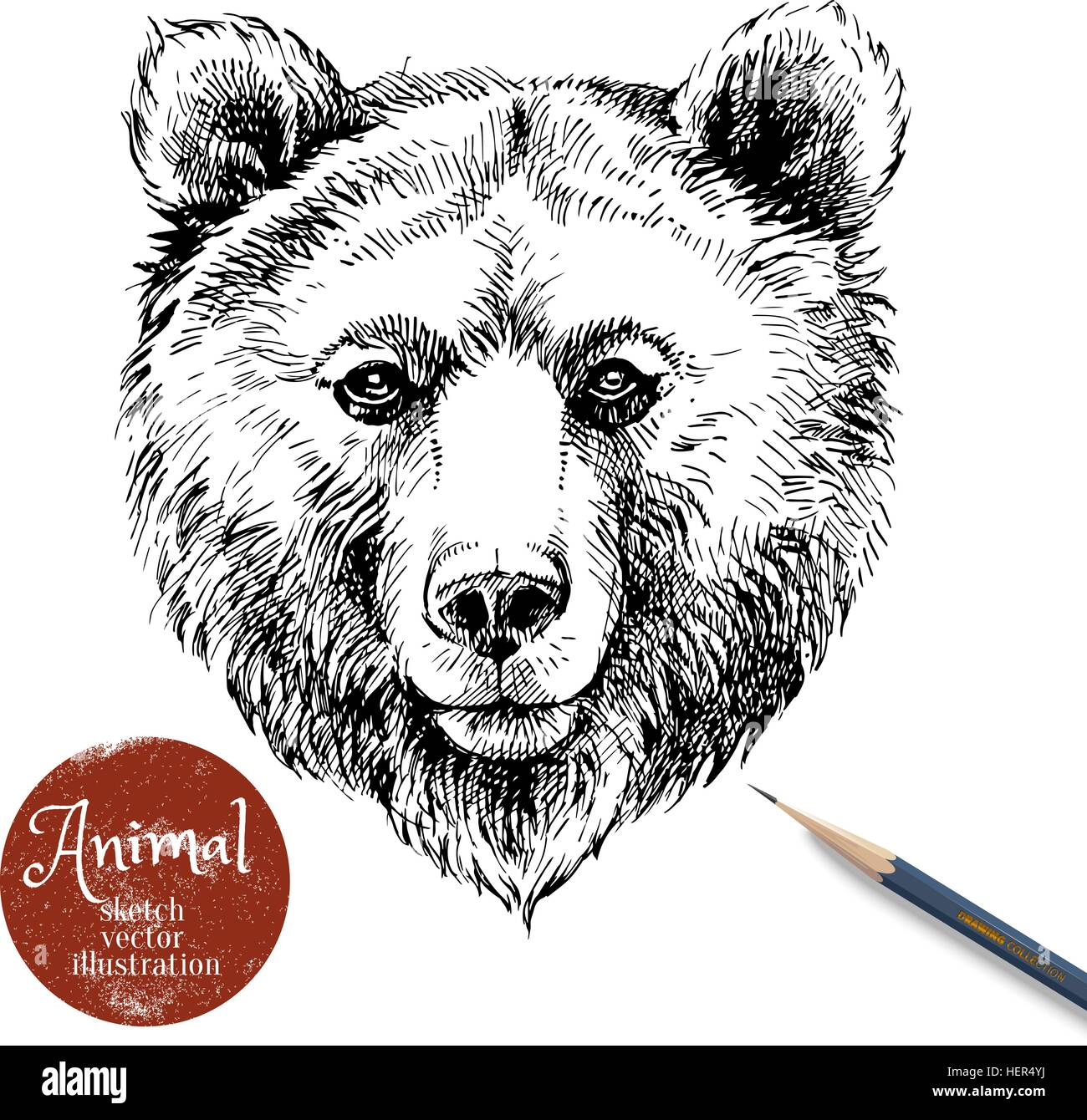 Hand drawn brown bear animal vector illustration. Sketch isolated bear portrait on white background with pencil and label banner Stock Vector