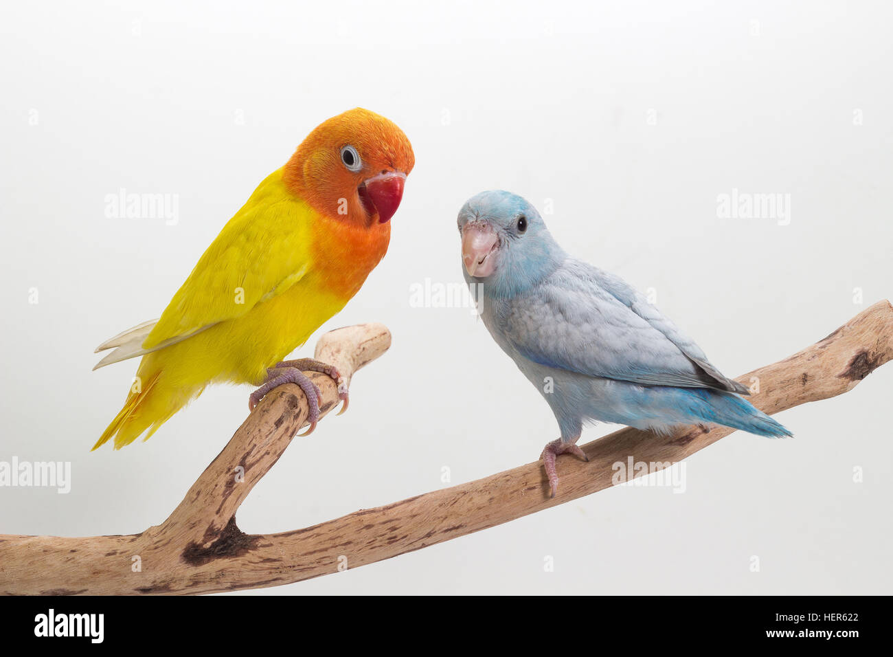 Yellow Lobebird and Pastel Blue Forpus Stock Photo