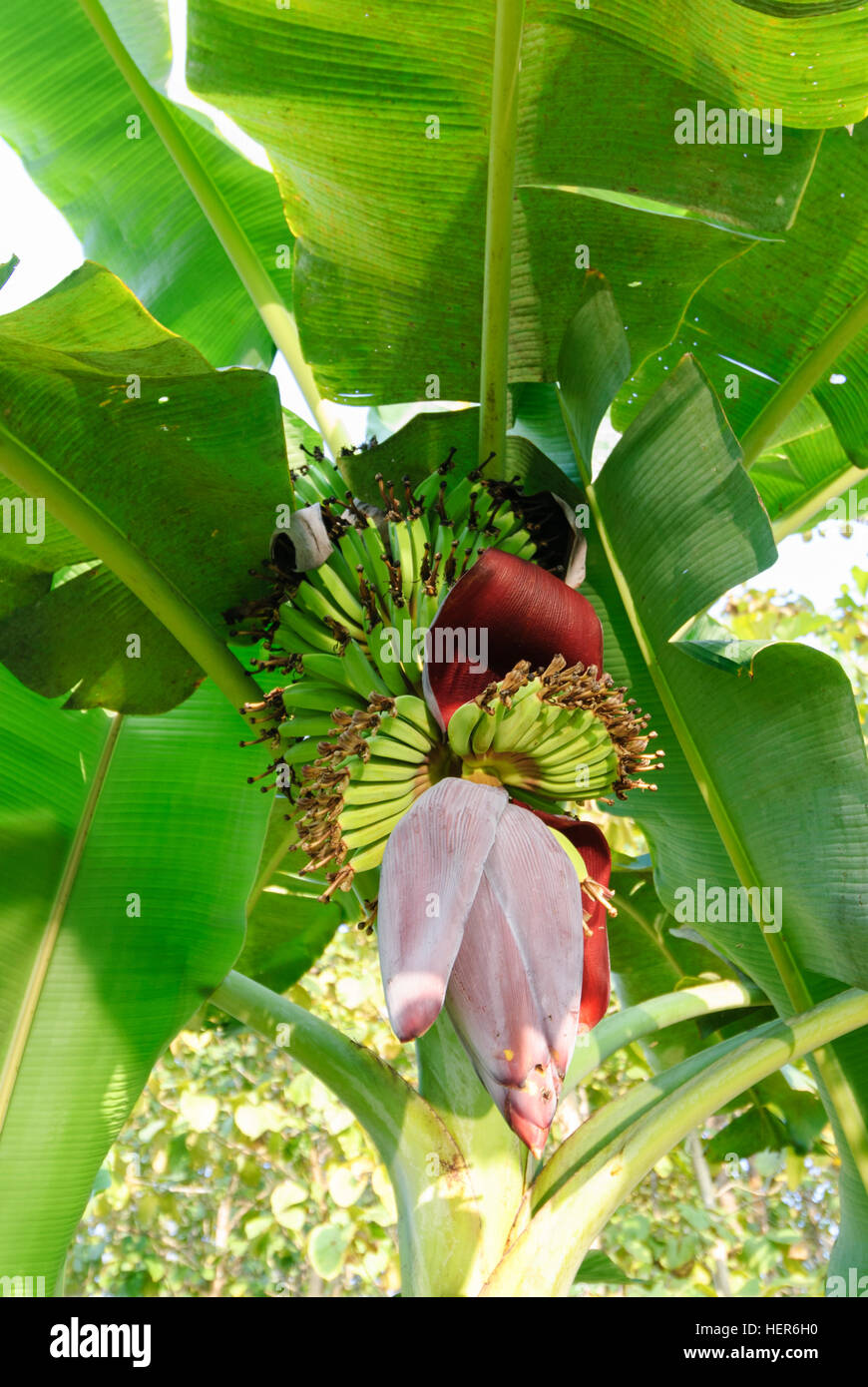 Bandarban: Banana tree with fruits and flower, Chittagong Division, Bangladesh Stock Photo