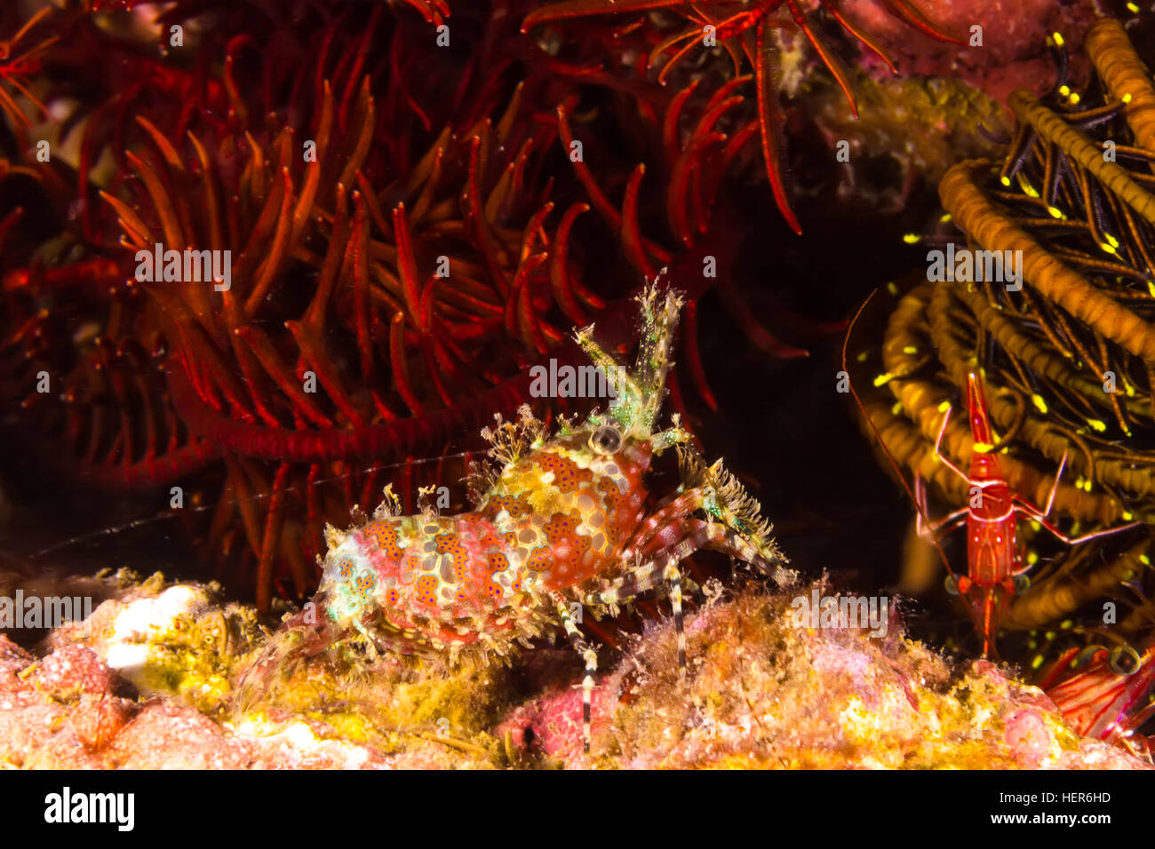 Underwater picture of Marbled Shrimp (Saron marmoratus) Stock Photo