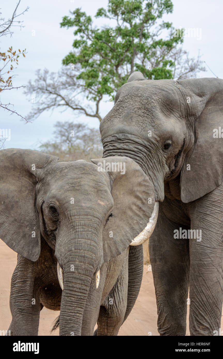 Elephants mating hires stock photography and images Alamy