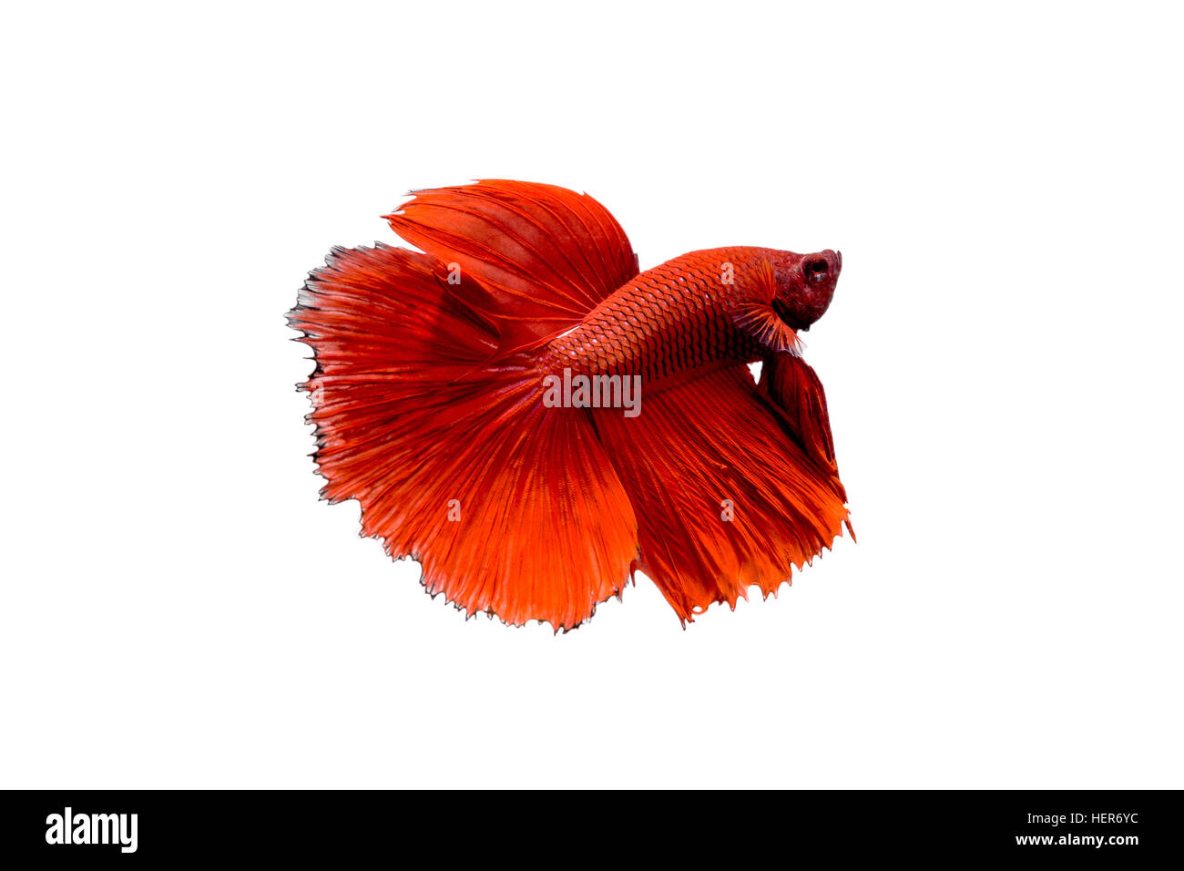 Betta, Siamese Fighting Fish on white background Stock Photo Alamy