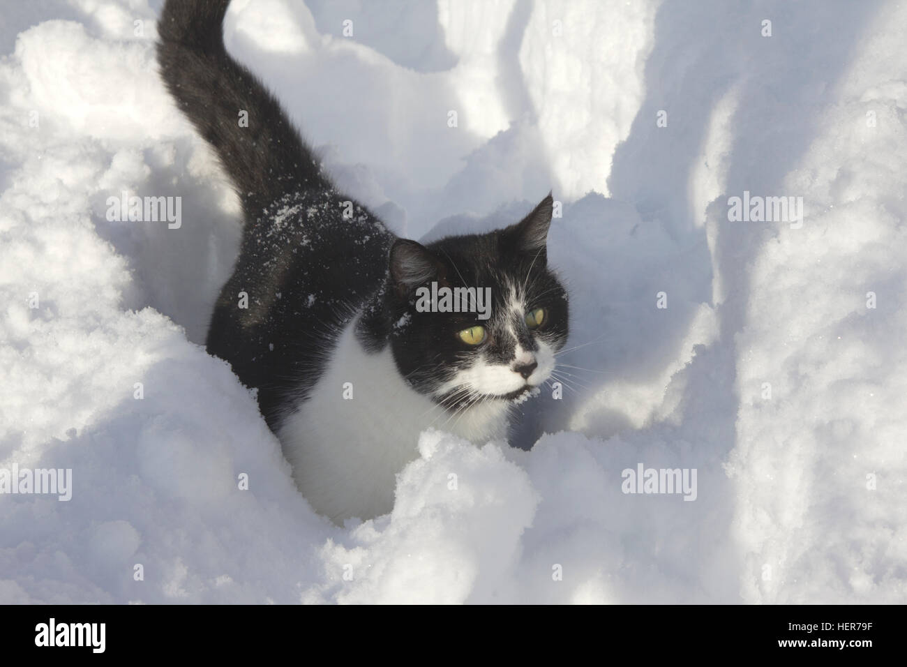 Black and white cat in deep snow Stock Photo Alamy
