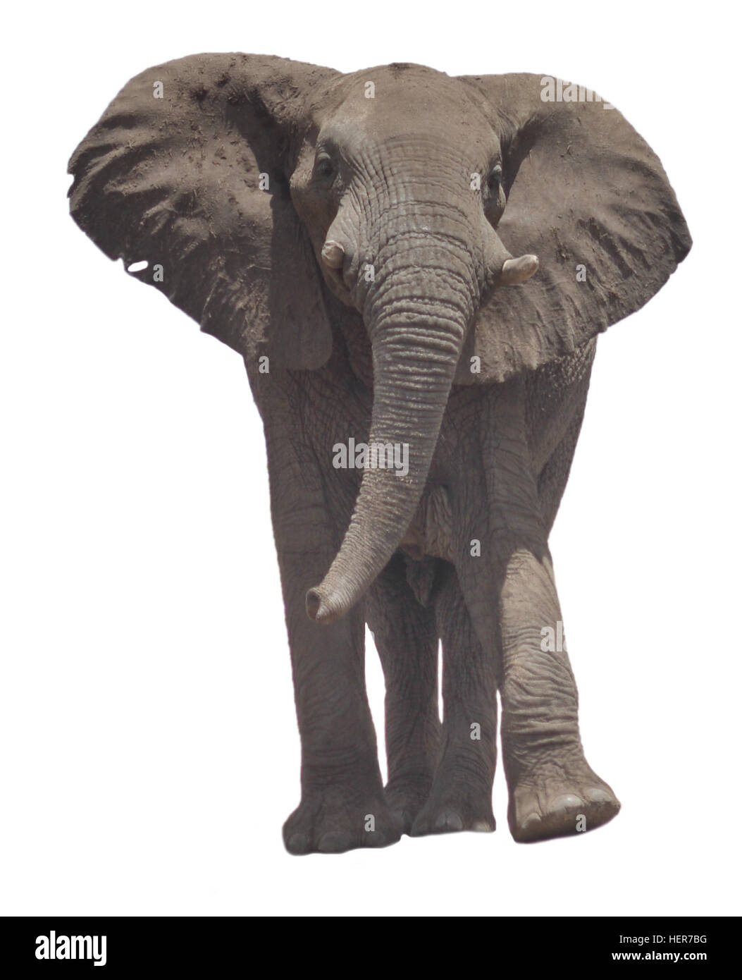elephant isolated on white background Stock Photo