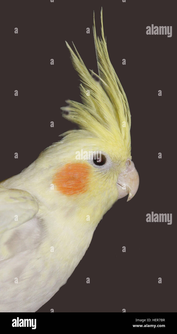 An alert Yellow Cockatiel Stock Photo Alamy