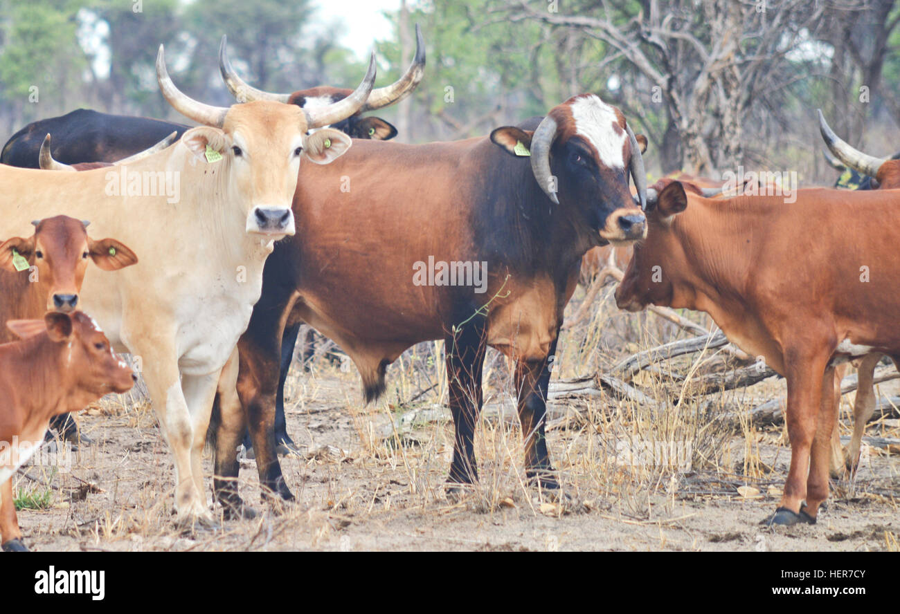 cows in Africa Stock Photo - Alamy