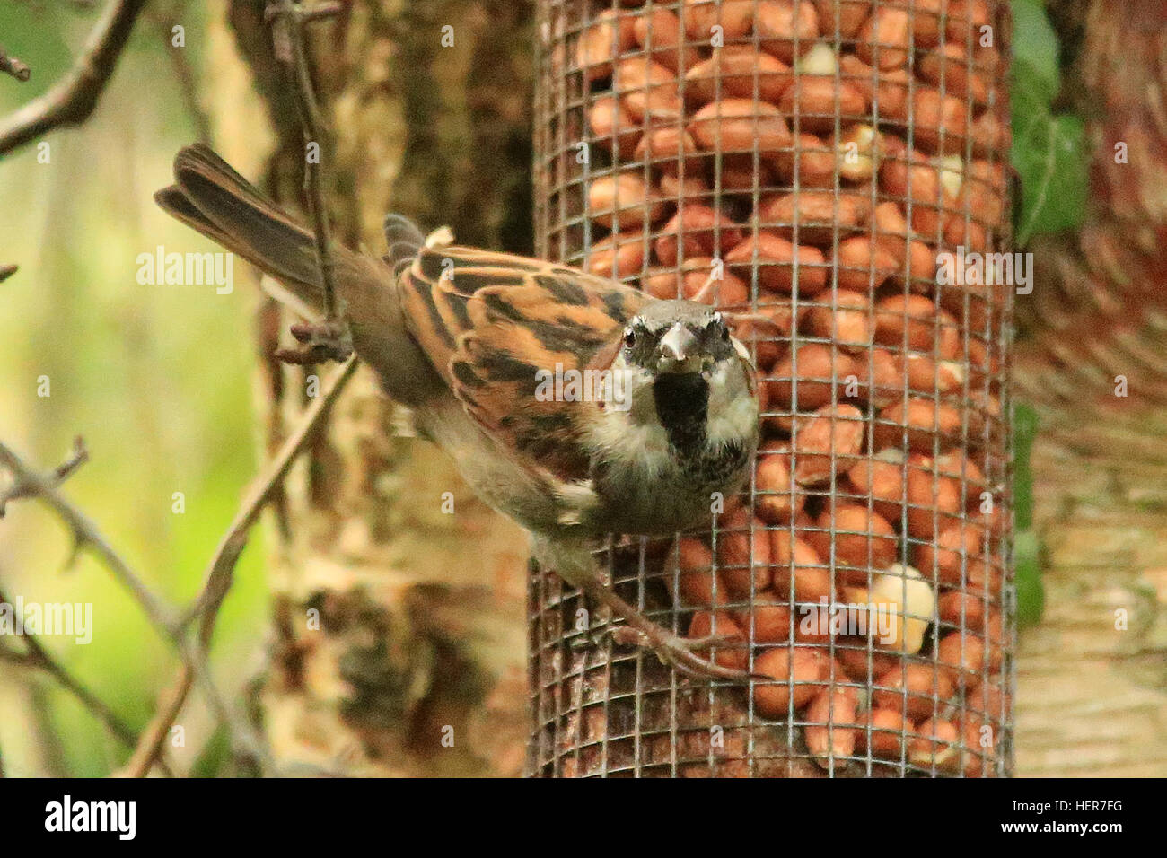 Birds feeding in the Garden Stock Photo Alamy