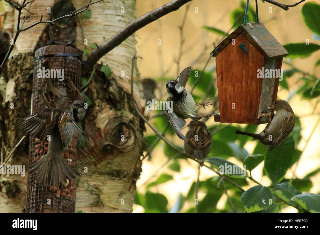 Birds feeding in the Garden Stock Photo Alamy