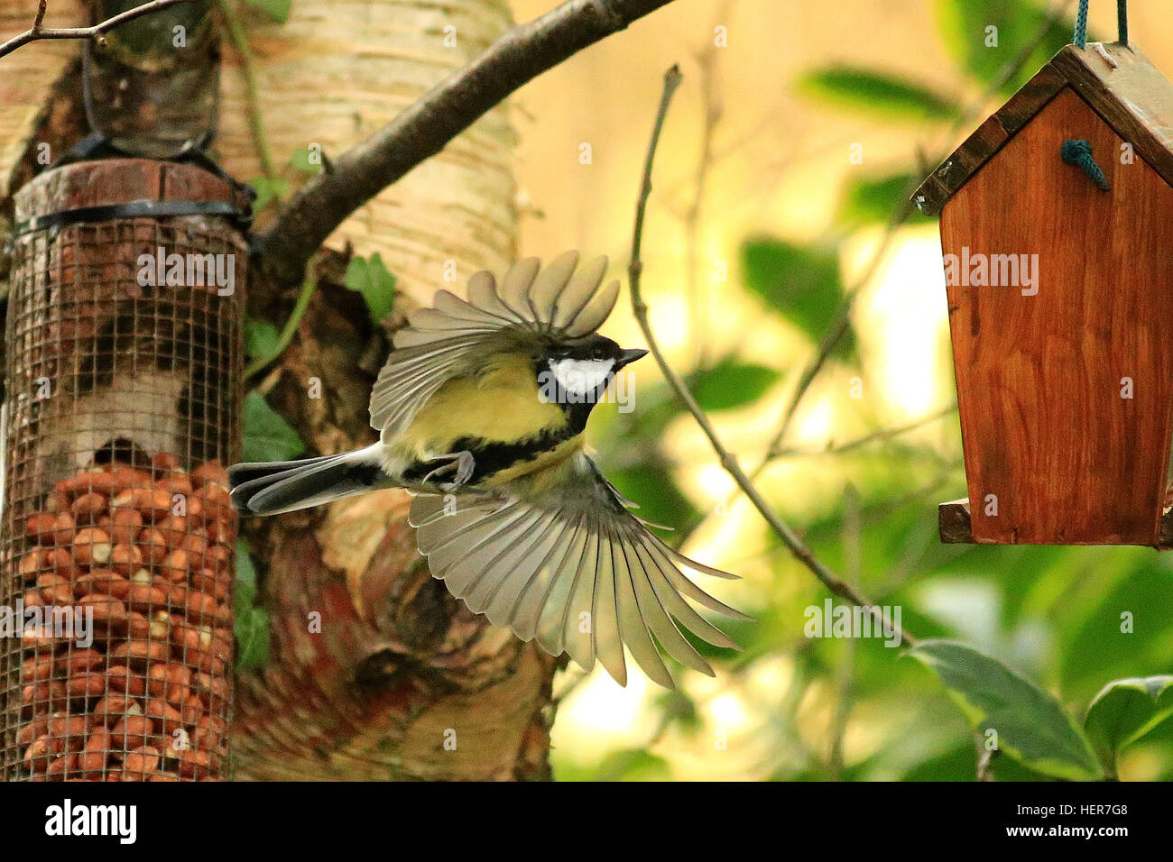 Birds feeding in the Garden Stock Photo Alamy