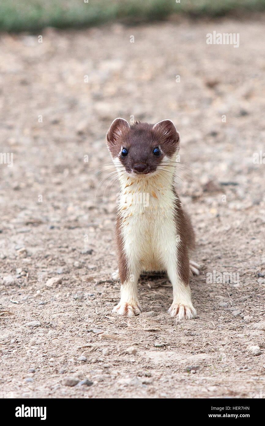 White weasel hi-res stock photography and images - Alamy