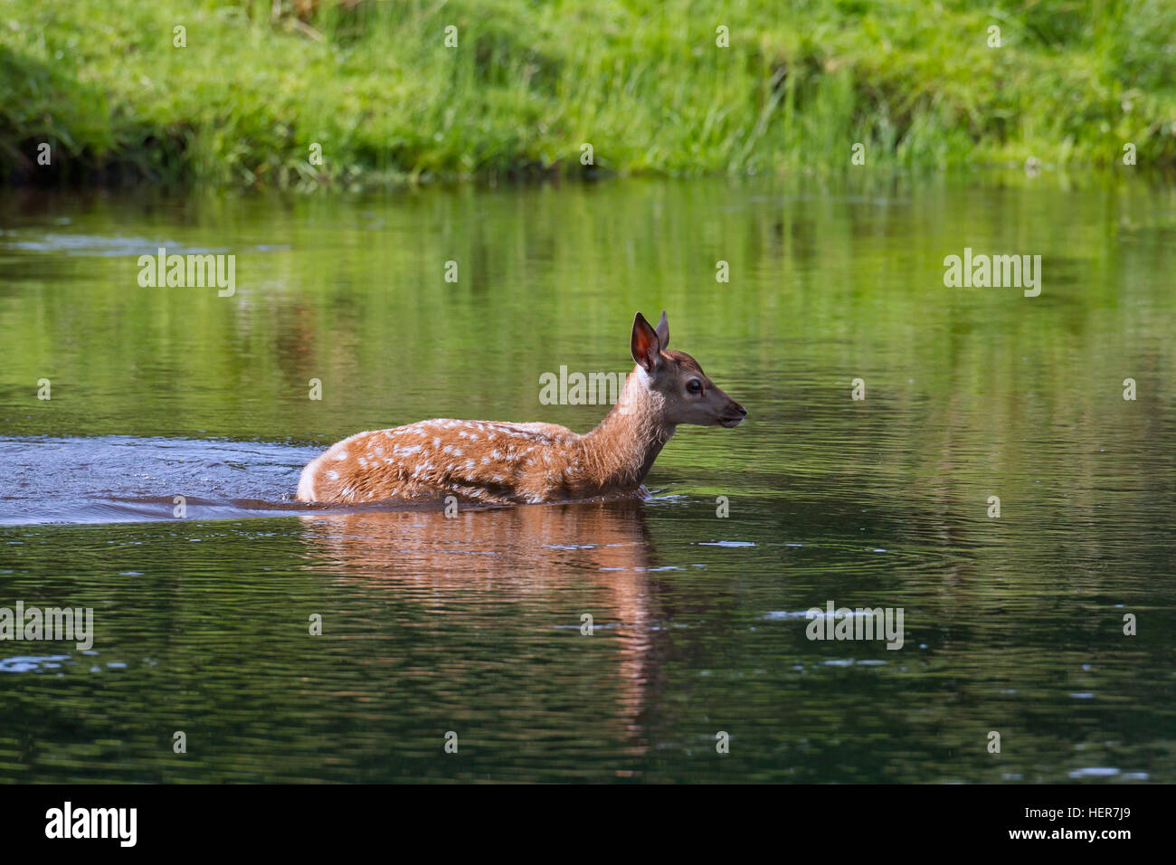 Red deer (Cervus elaphus) calf crossing river in summer Stock Photo