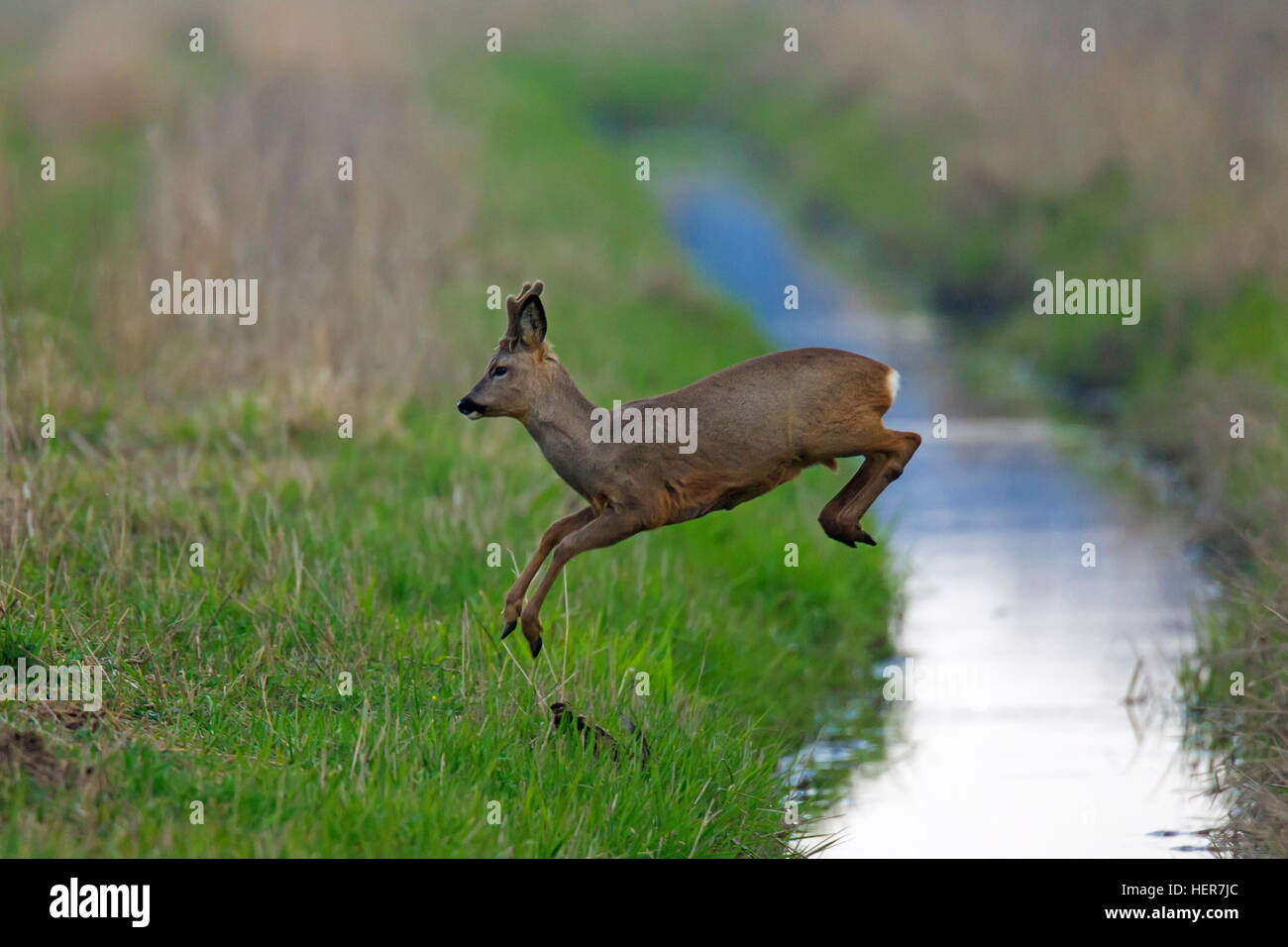 European roe deer (Capreolus capreolus) buck with antlers covered in velvet jumping over brook running through grassland in spring Stock Photo