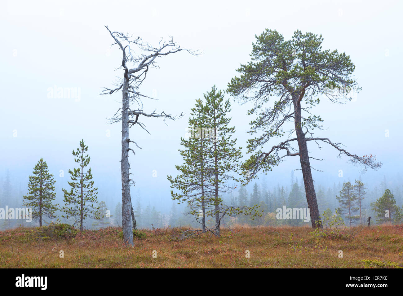 Old Scots pines (Pinus sylvestris) in moorland in the mist, Fulufjaellet / Fulufjället National Park, Älvdalen, Dalarna, Sweden Stock Photo