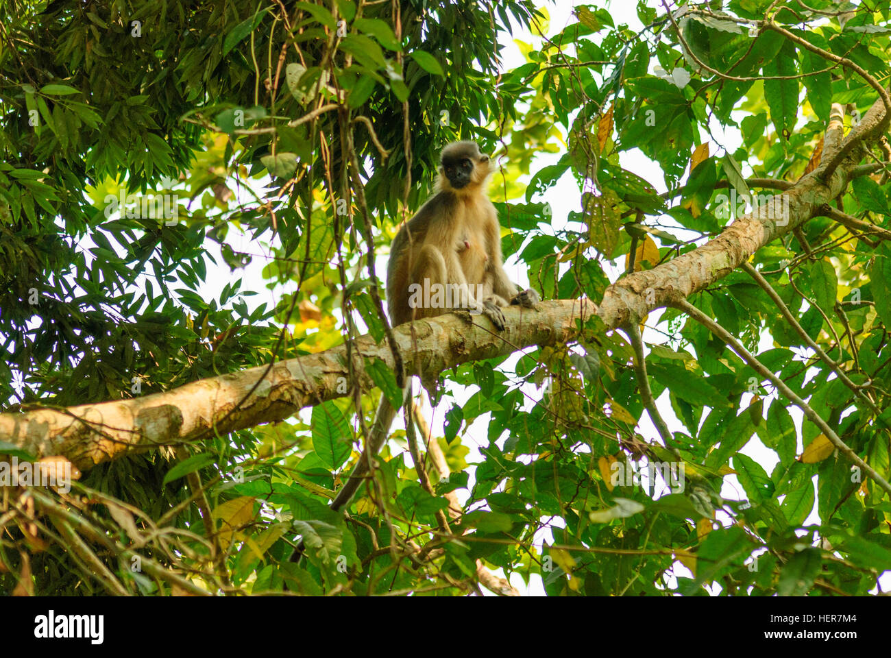 Sepahijala: Clouded Leopard National Park; Bengali Hanuman Langur