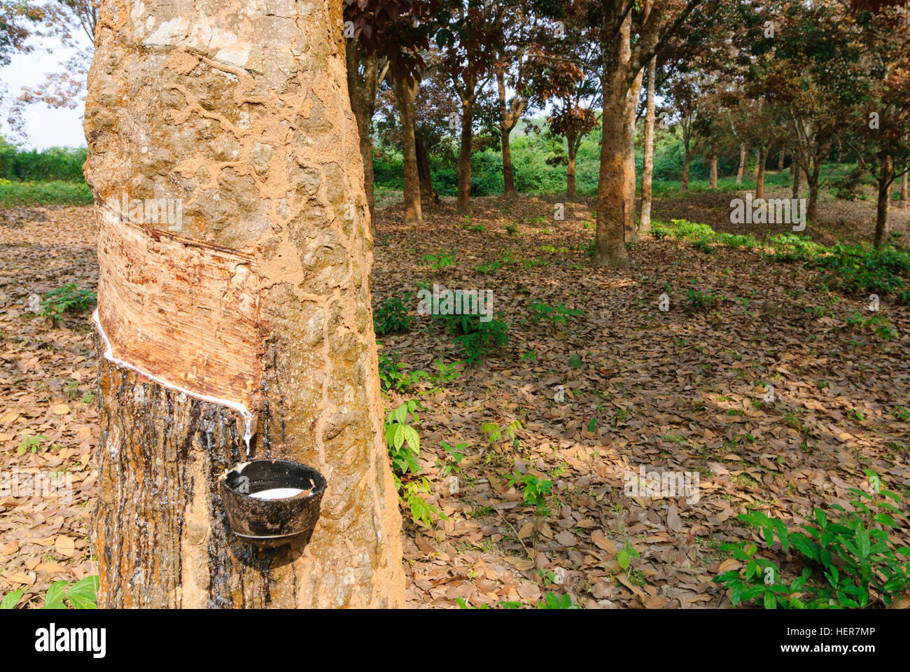Sepahijala Rubber plantation, Tripura, India Stock Photo Alamy